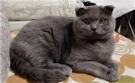 学生建议养猫吗