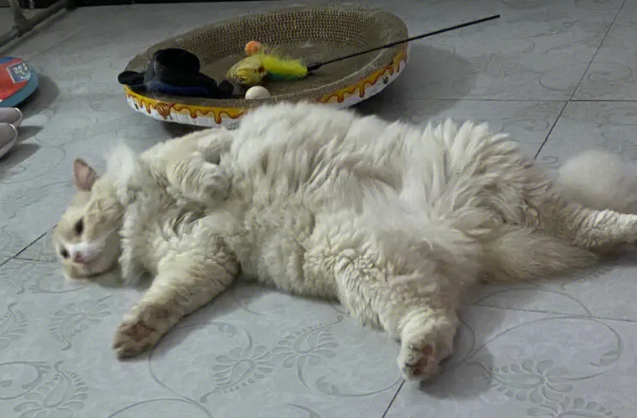 猫咪喜欢翻肚皮躺着