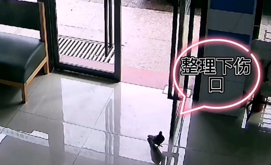 鸽子直奔宠物医院,“带伤求医”礼貌挂号被夸有家教 鸽子直奔宠物医院,“带伤求医”礼貌挂号被夸有家教