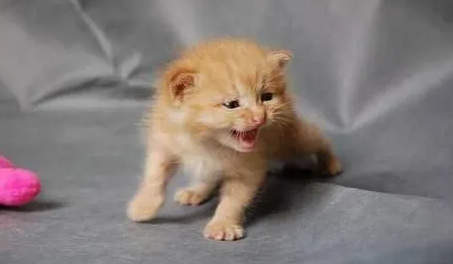 猫咪为什么没事就叫唤呢 猫咪为什么没事就叫唤呢