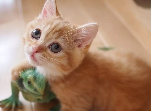 橘猫眼睛什么颜色？感兴趣的快来看看