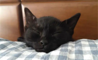 猫得病会传染人吗