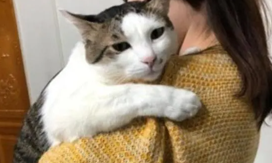 猫咪为什么喜欢趴在人肩膀上