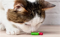 猫咪感冒可以吃人的感冒药吗