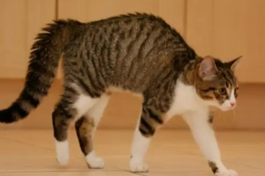 猫咪后背拱起的原因