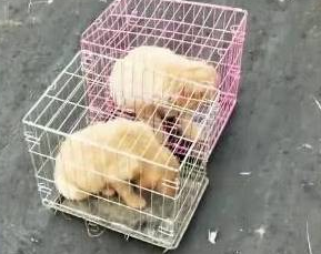 金毛妈来送别自己的孩子,看到被带走的瞬间,它转身不敢看它们 金毛妈来送别自己的孩子,看到被带走的瞬间,它转身不敢看它们