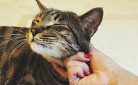 为什么明星都养猫