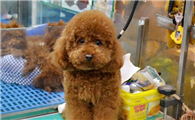 宠物店怎么让狗老实