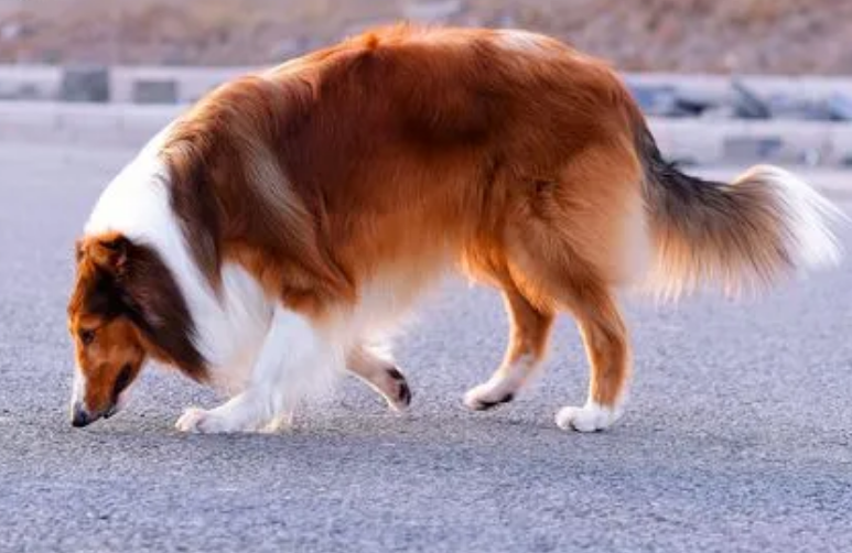 苏格兰牧羊犬怎么看纯不纯？本文告诉你