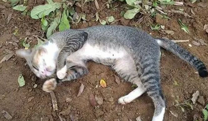 猫咪死了为什么要埋地下呢