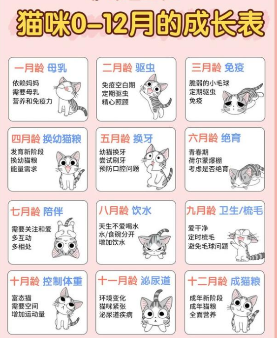 1到12个月猫咪变化图