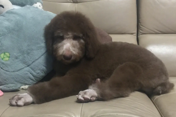 快来了解:巨型贵宾犬的缺点有哪些? 快来了解:巨型贵宾犬的缺点有哪些?