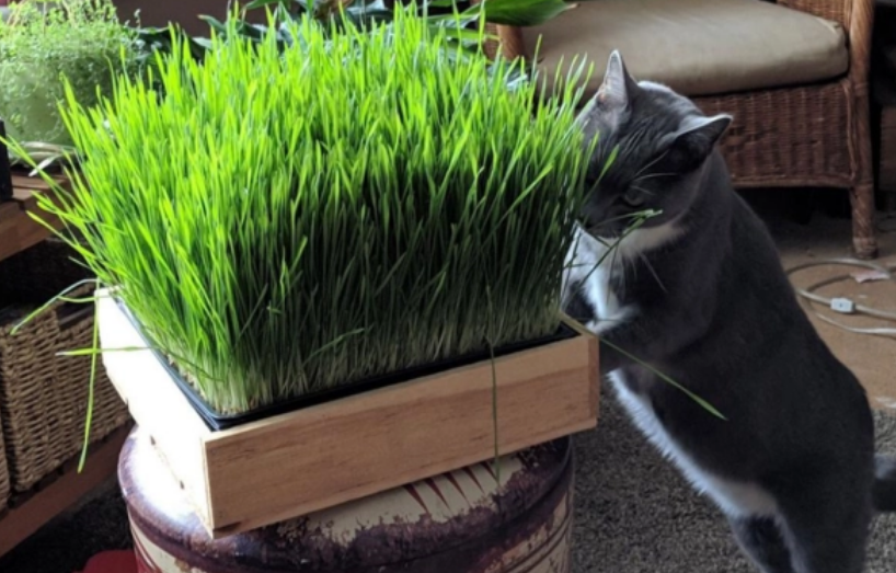 什么植物对猫无害