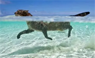 猫和狗会游泳吗