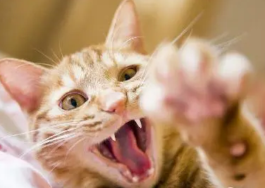 猫咪抓伤为什么会得狂犬病