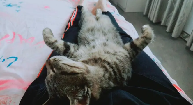 猫咪为什么躺在腿上晕倒了