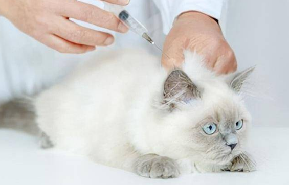 猫为什么要打猫三联 猫为什么要打猫三联