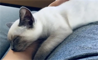 猫猫睡觉爱趴在你身上是什么原因