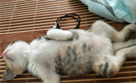 什么容易诱发猫传腹