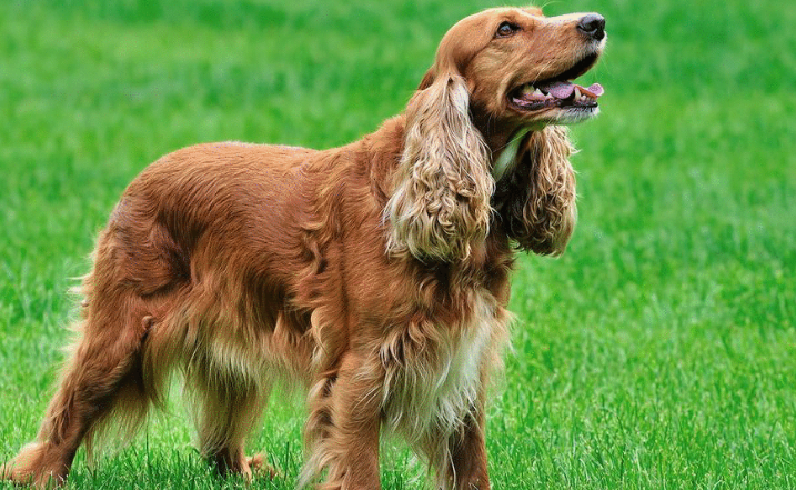 美国可卡犬最佳训练时间?是多久? 美国可卡犬最佳训练时间?是多久?