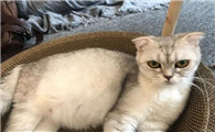 养猫的人心理问题比较多