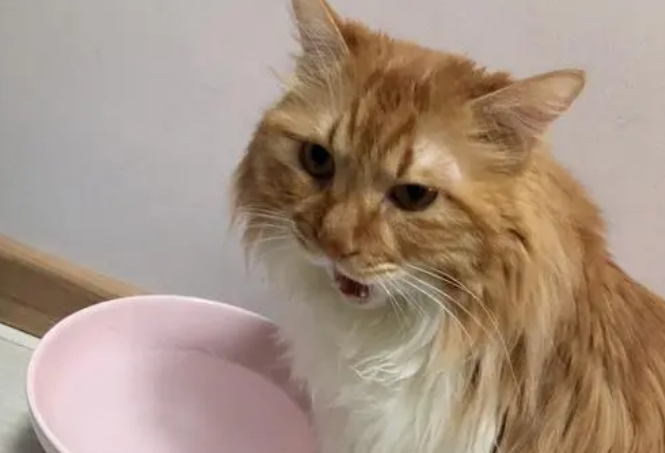 猫咪为什么会没胃口喝水呢