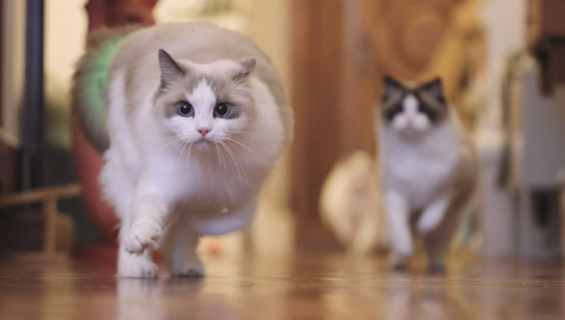猫怕什么气味一闻就跑 猫怕什么气味一闻就跑