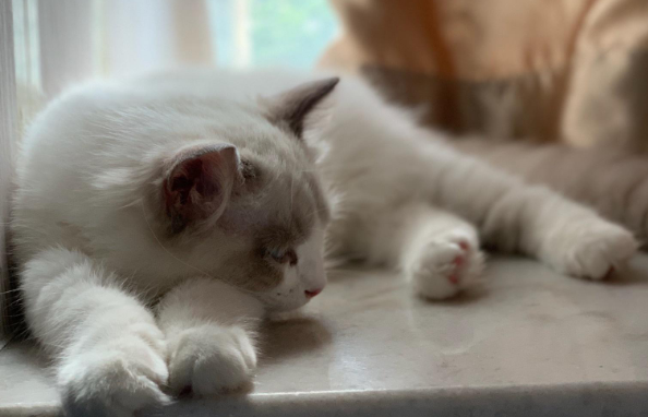 猫咪屁股为什么发炎怎么办