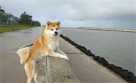 详解，秋田犬优缺点有哪些？
