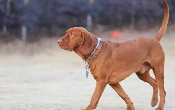 红骨猎浣熊犬缺乏维生素怎么办?一起来了解一下~ 红骨猎浣熊犬缺乏维生素怎么办?一起来了解一下~