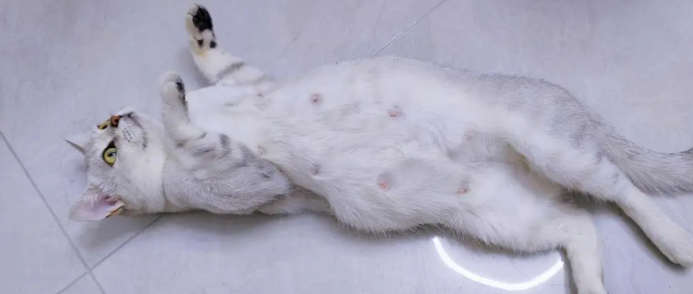 猫咪怀孕后为什么瘦了很多