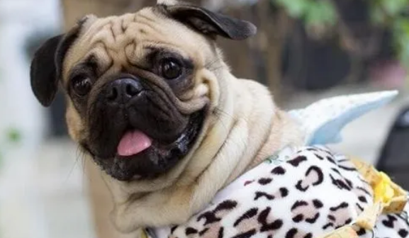 巴哥犬换毛要多久?一起来看看吧 巴哥犬换毛要多久?一起来看看吧