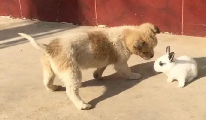 狗咬到兔子的脚有事吗 狗咬到兔子的脚有事吗