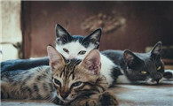 养猫不能养三只风水禁忌