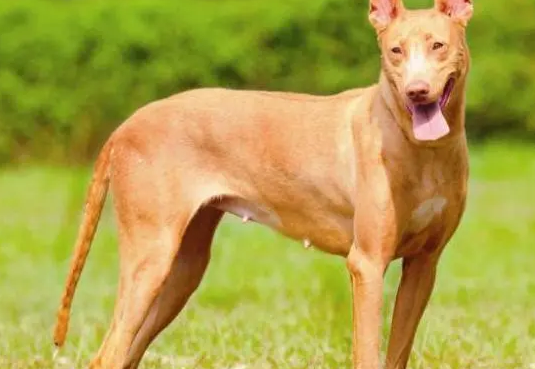 萌宠小知识：法老王猎犬长骨刺怎么治疗？