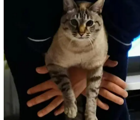 自来熟的猫说明什么 自来熟的猫说明什么