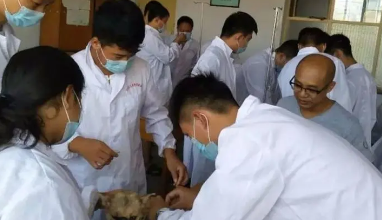北京宠物医生培训学校有哪些