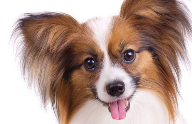 蝴蝶犬掉毛吗?快来一起了解一下。 蝴蝶犬掉毛吗?快来一起了解一下。