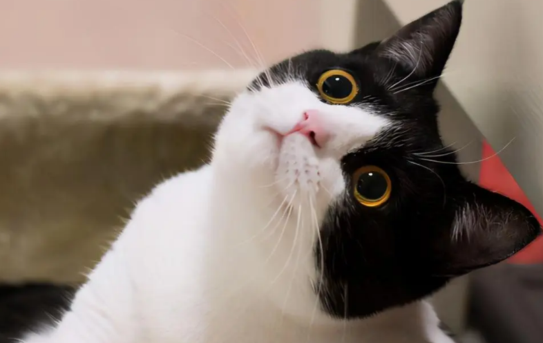 养奶牛猫的注意事项？小编跟大家说说。