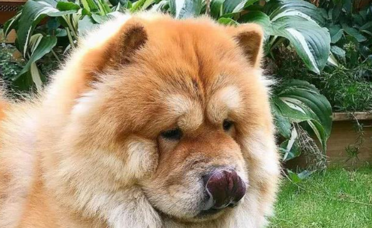 今日看点:松狮犬会攻击主人吗? 今日看点:松狮犬会攻击主人吗?