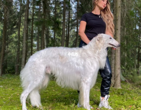 苏俄猎狼犬吃什么?一文带你了解~ 苏俄猎狼犬吃什么?一文带你了解~