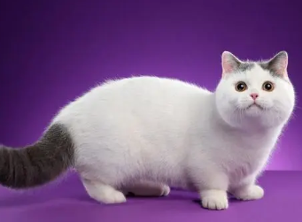 如何读懂猫咪 如何读懂猫咪