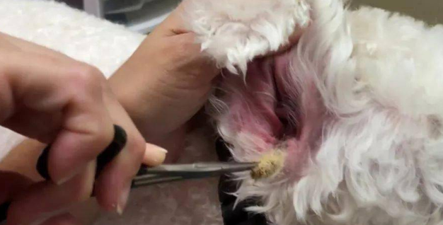怎么给拉萨犬拔耳毛？方法如下