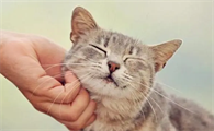 猫咪为什么会发出咕噜咕噜的声音