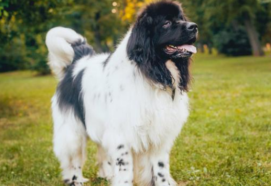 纽芬兰犬怎么训练大小便？怎么训练有效？