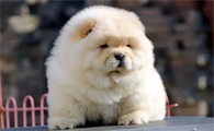松狮犬什么时候脱毛？来了解下吧