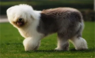 古牧犬怎么养？饲主来看看吧