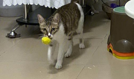 猫咪为什么喜欢球状物体 猫咪为什么喜欢球状物体
