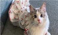 猫咪的衣服为什么那么便宜呢