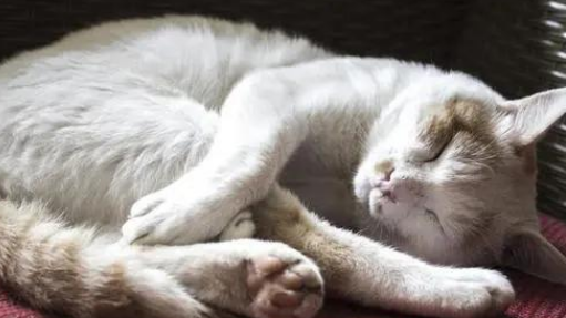 猫咪有很多鼻屎是为什么